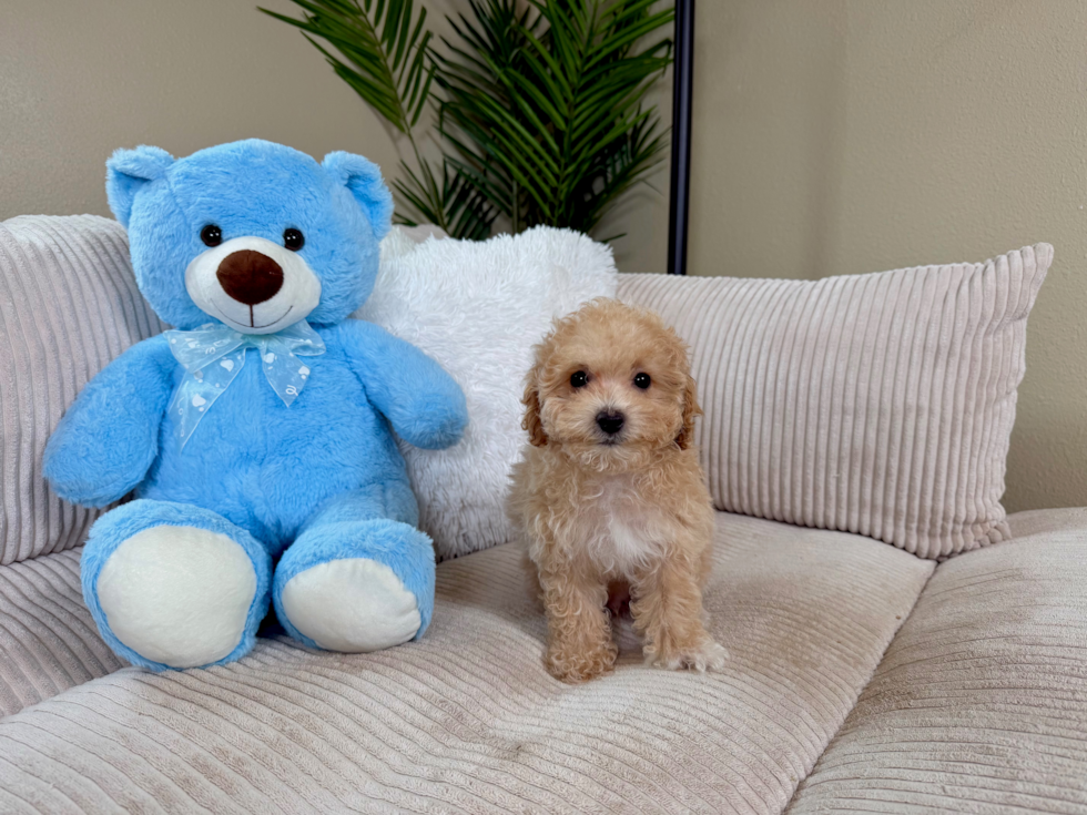 Maltipoo Puppy for Adoption