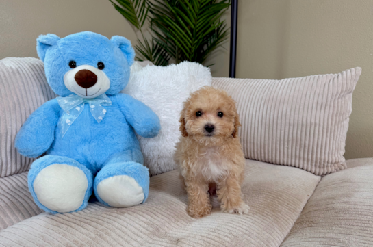 Maltipoo Puppy for Adoption