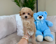 9 week old Maltipoo Puppy For Sale - Lone Star Pups