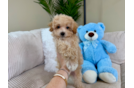 Maltipoo Puppy for Adoption