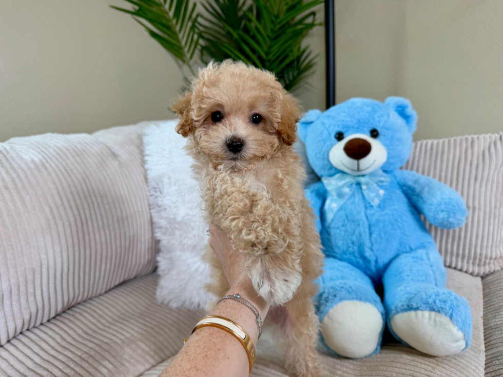 Maltipoo Puppy for Adoption