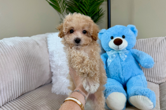 Maltipoo Puppy for Adoption