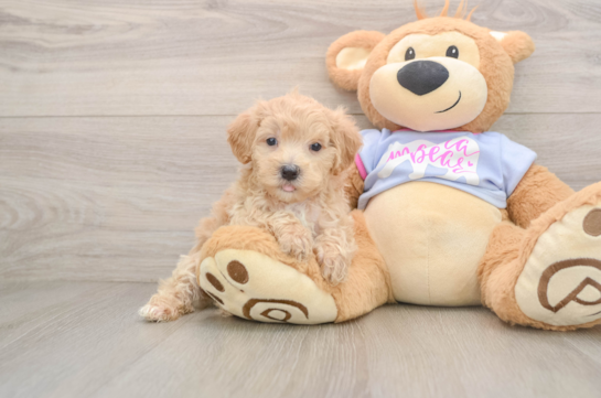 Hypoallergenic Maltese Poodle Poodle Mix Puppy