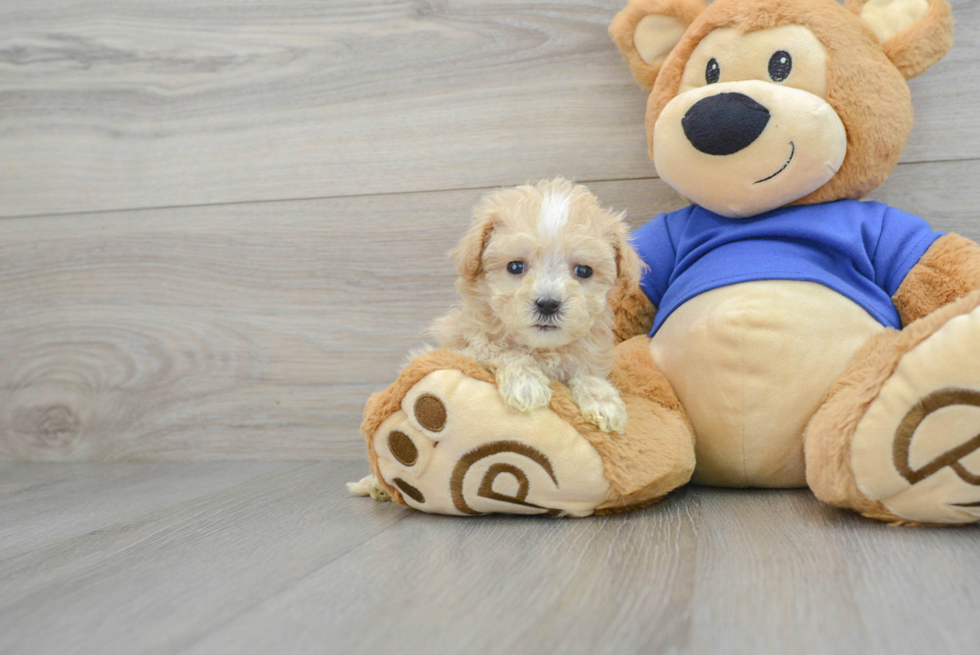 Playful Maltese Poodle Poodle Mix Puppy