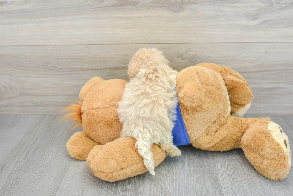 Friendly Maltipoo Baby