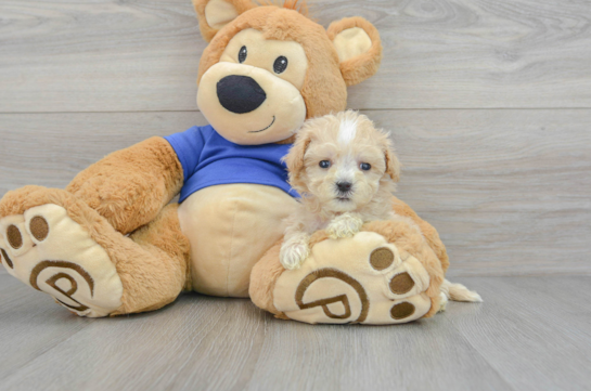 Best Maltipoo Baby
