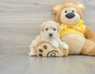 8 week old Maltipoo Puppy For Sale - Lone Star Pups