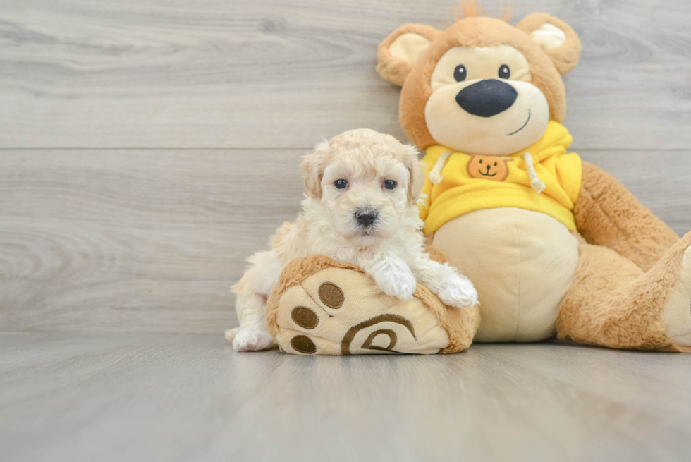 Playful Malt a Poo Poodle Mix Puppy