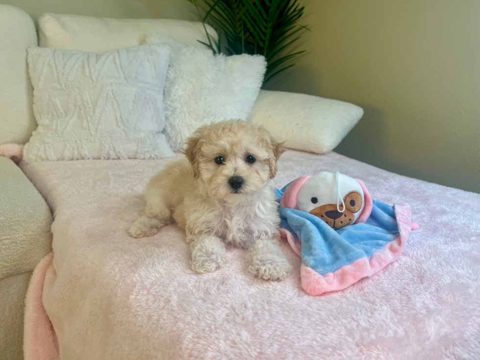 Maltipoo Pup Being Cute