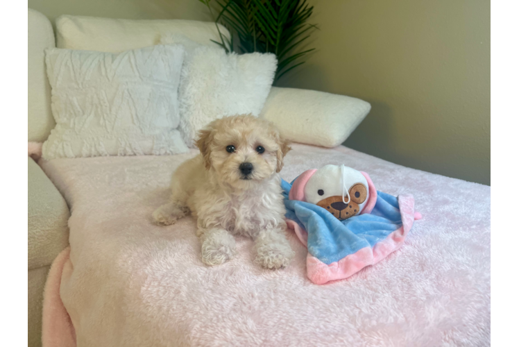 Maltipoo Puppy for Adoption