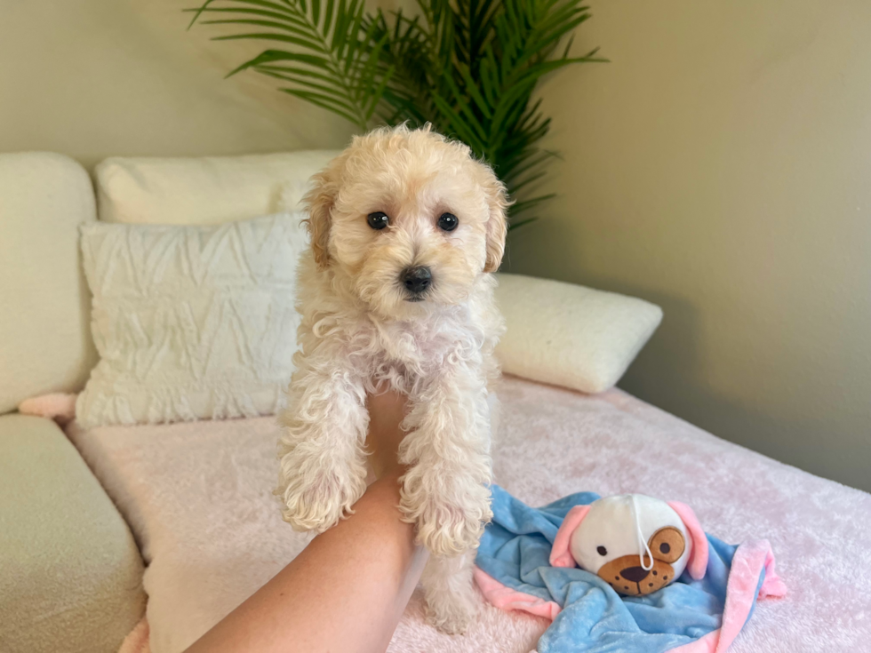 Cute Maltipoo Baby