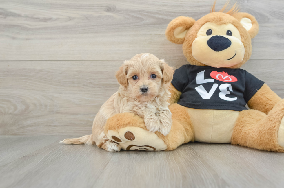 5 week old Maltipoo Puppy For Sale - Lone Star Pups