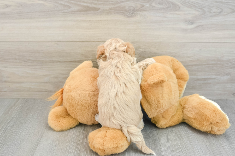 Maltipoo Pup Being Cute