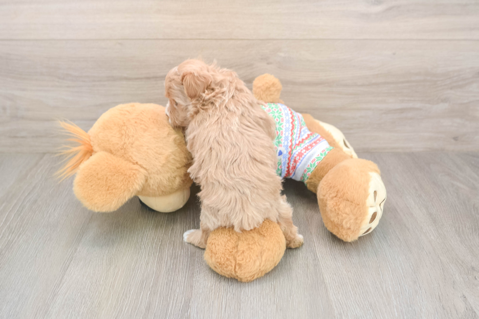 Funny Maltipoo Poodle Mix Pup