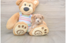 Best Maltipoo Baby