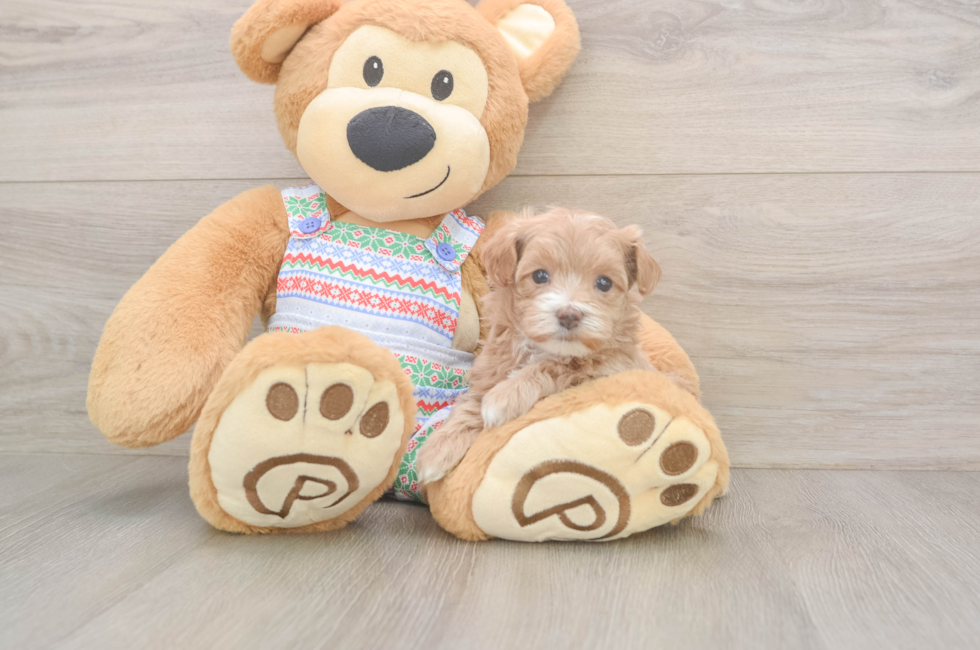 5 week old Maltipoo Puppy For Sale - Lone Star Pups