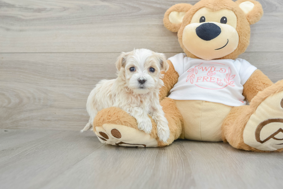 Small Maltipoo Baby