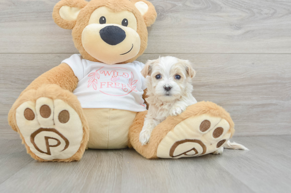 5 week old Maltipoo Puppy For Sale - Lone Star Pups