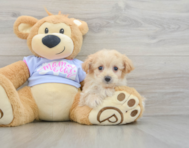 8 week old Maltipoo Puppy For Sale - Lone Star Pups