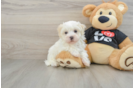 Little Maltidoodle Poodle Mix Puppy