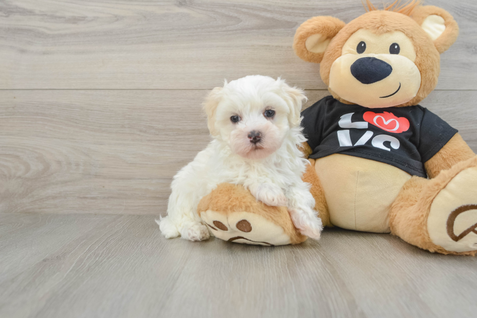 Little Maltidoodle Poodle Mix Puppy