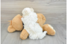 Little Maltidoodle Poodle Mix Puppy