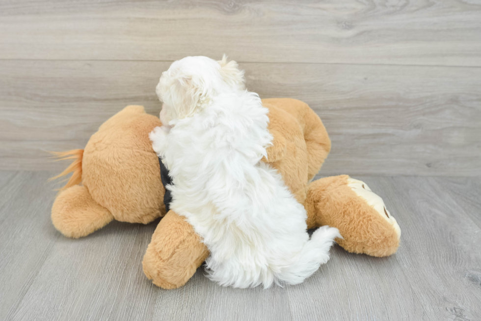 Little Maltidoodle Poodle Mix Puppy