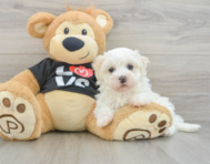 8 week old Maltipoo Puppy For Sale - Lone Star Pups