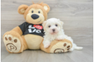 Playful Maltidoodle Poodle Mix Puppy