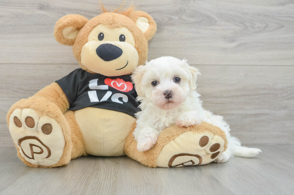 6 week old Maltipoo Puppy For Sale - Lone Star Pups