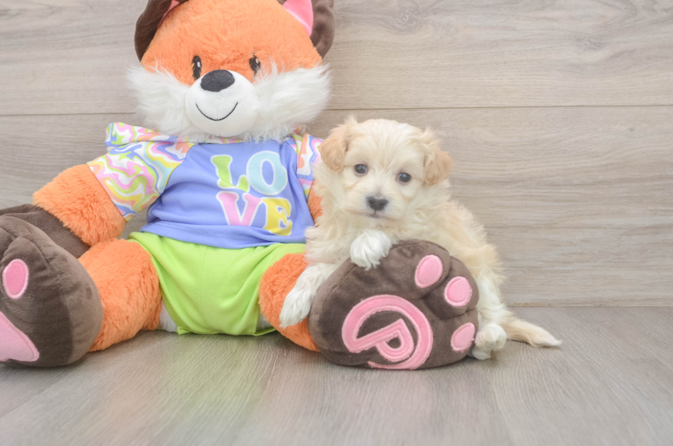 5 week old Maltipoo Puppy For Sale - Lone Star Pups