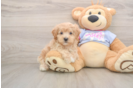 Little Multipoo Poodle Mix Puppy