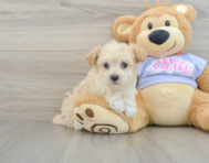 8 week old Maltipoo Puppy For Sale - Lone Star Pups