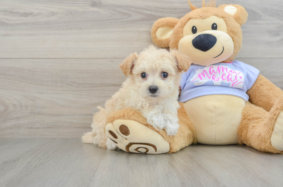 8 week old Maltipoo Puppy For Sale - Lone Star Pups