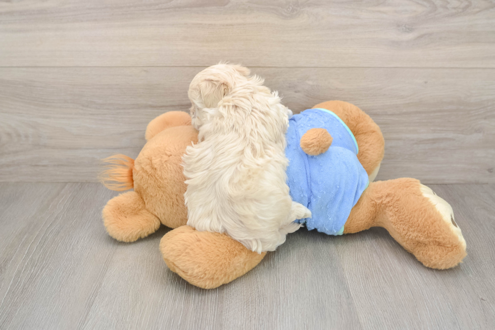 Maltipoo Puppy for Adoption