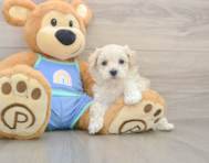 7 week old Maltipoo Puppy For Sale - Lone Star Pups