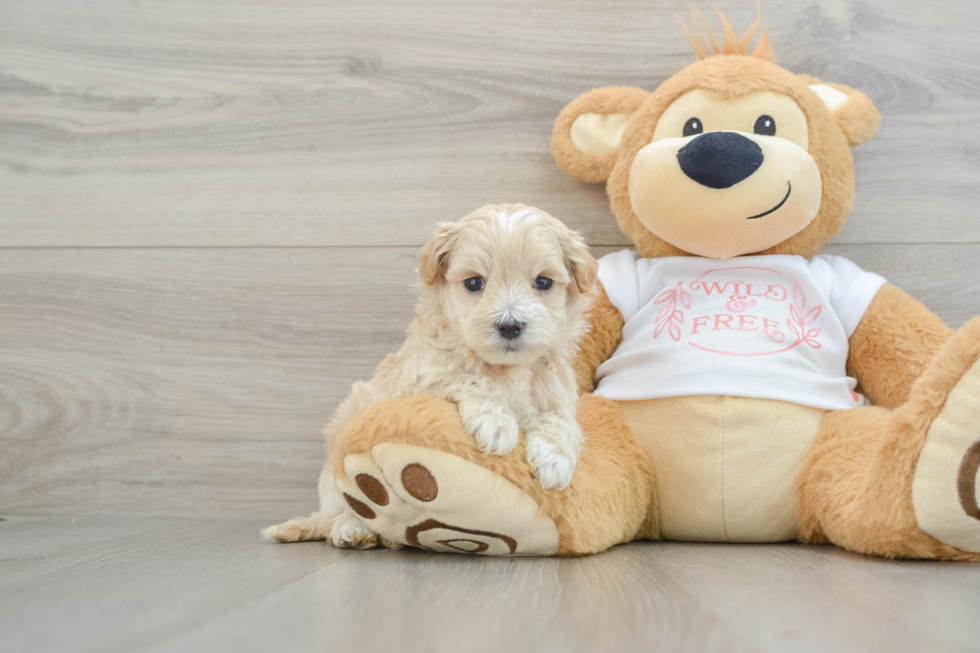 Adorable Malt a Poo Poodle Mix Puppy