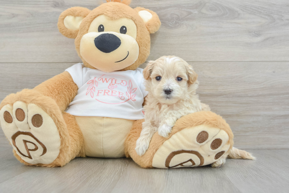 Maltipoo Pup Being Cute