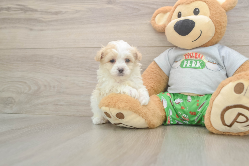 Meet Colton - our Maltipoo Puppy Photo  2/3 - Lone Star Pups Best Maltipoo Baby