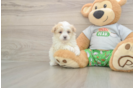 Meet Colton - our Maltipoo Puppy Photo  2/3 - Lone Star Pups Best Maltipoo Baby