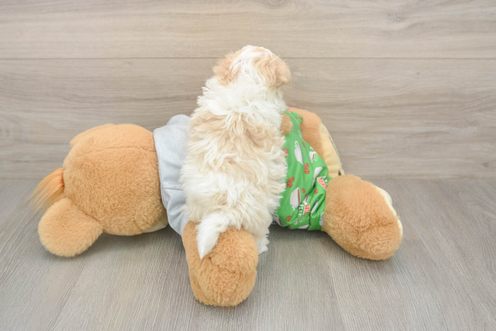 Meet Colton - our Maltipoo Puppy Photo  3/3 - Lone Star Pups Maltipoo Pup Being Cute