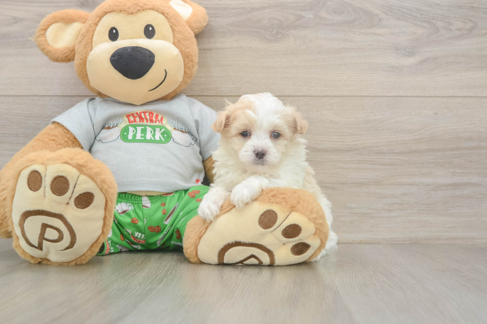 Meet Colton - our Maltipoo Puppy Photo  1/3 - Lone Star Pups Small Maltipoo Baby