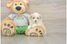Meet Colton - our Maltipoo Puppy Photo  1/3 - Lone Star Pups Small Maltipoo Baby