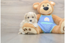 Funny Maltipoo Poodle Mix Pup