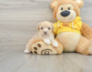 8 week old Maltipoo Puppy For Sale - Lone Star Pups