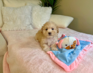 11 week old Maltipoo Puppy For Sale - Lone Star Pups