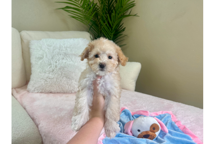 Cute Maltipoo Poodle Mix Pup