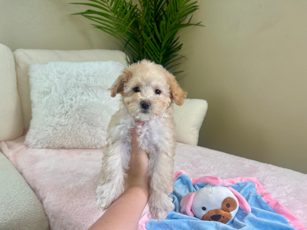 Cute Maltipoo Poodle Mix Pup