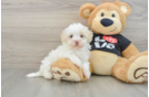 Maltipoo Pup Being Cute