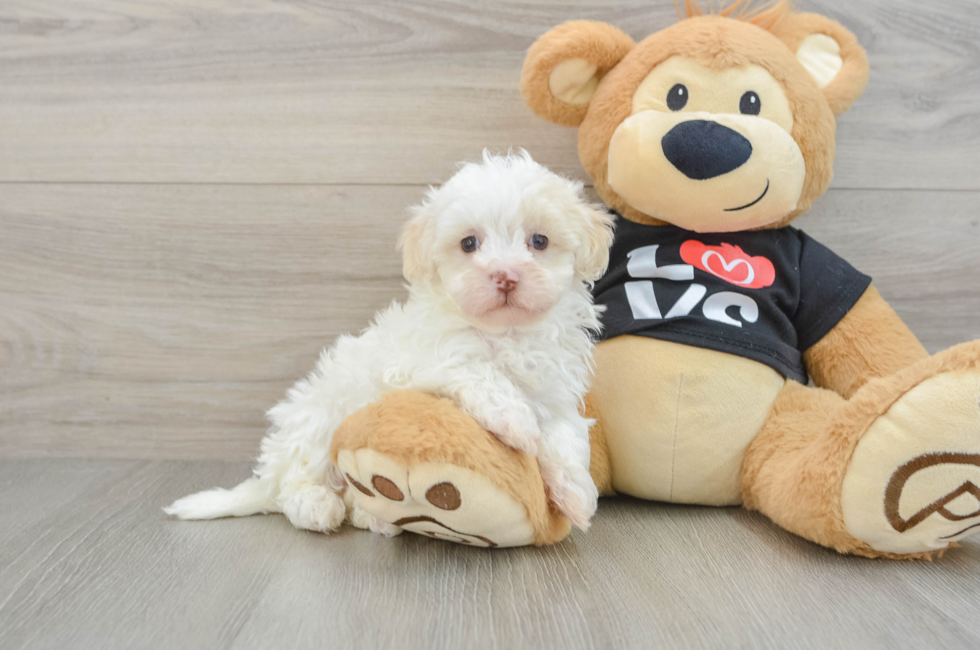6 week old Maltipoo Puppy For Sale - Lone Star Pups